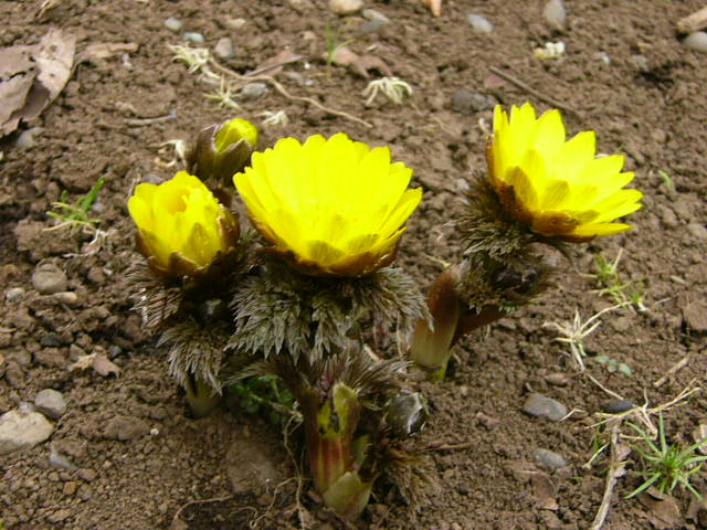 e0145782_958534.jpg