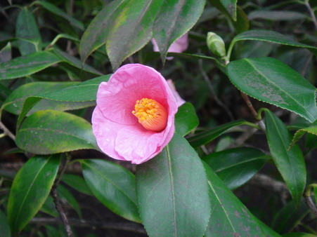 a0247585_8402313.jpg