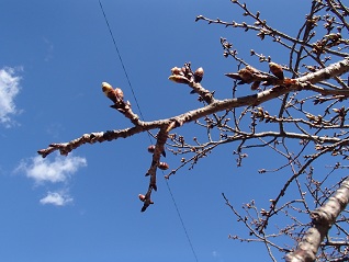 c0187298_21431011.jpg