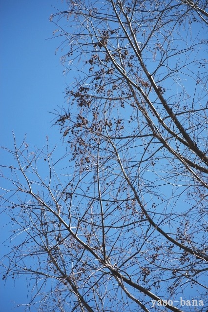 e0025300_172174.jpg
