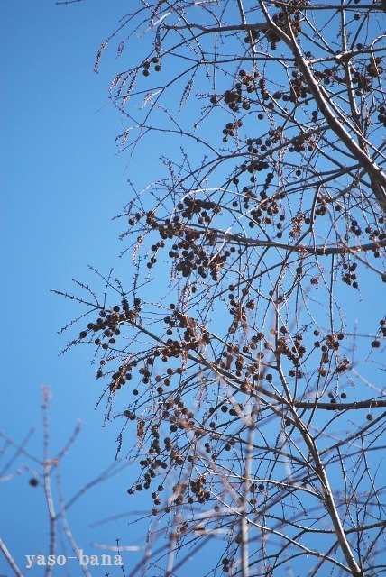 e0025300_1733648.jpg