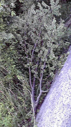 e0166734_9164557.jpg