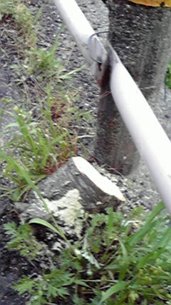 e0166734_917389.jpg