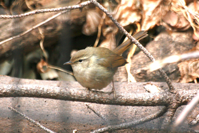 b0019140_1511381.jpg