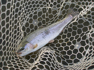 f0065341_1765443.jpg