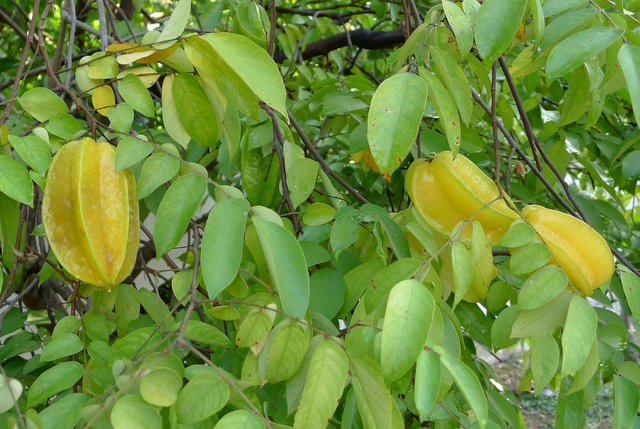 f0178278_1527921.jpg