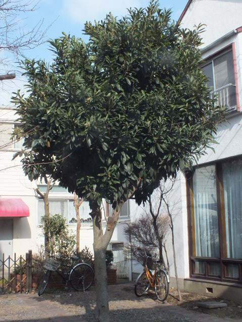 e0145782_16365066.jpg