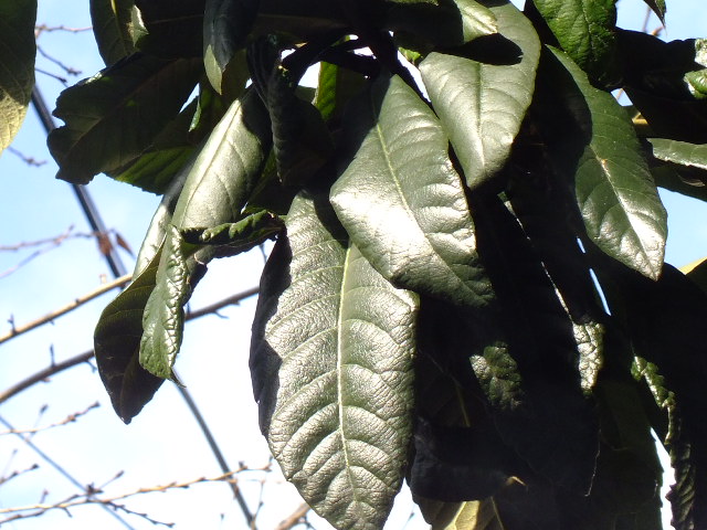 e0145782_1638188.jpg