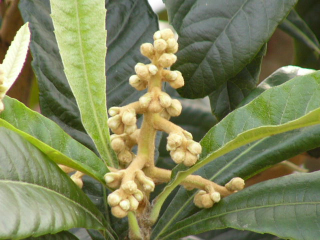 e0145782_16383637.jpg