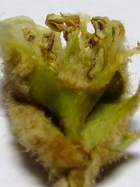 e0145782_16402795.jpg
