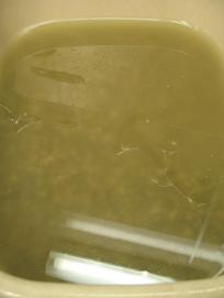 e0130185_15254729.jpg