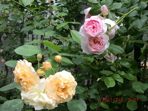 c0078586_10294542.jpg