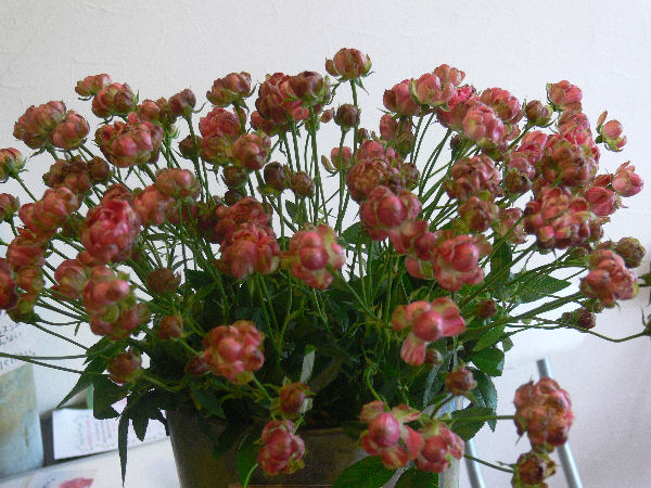 e0140986_11331166.jpg