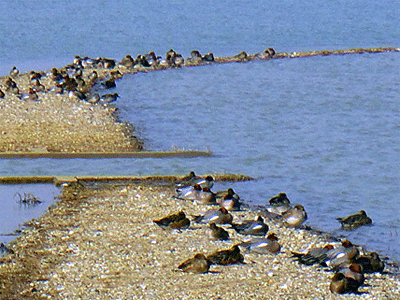 b0108100_17203687.gif