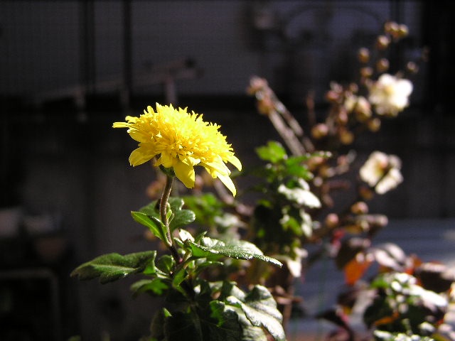 c0248013_21144872.jpg