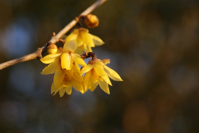 f0143119_00386.jpg