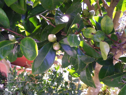 e0031572_1437574.jpg