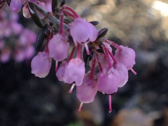 e0145782_1549393.jpg
