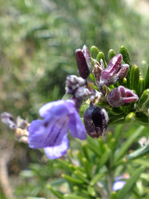 e0145782_1549999.jpg