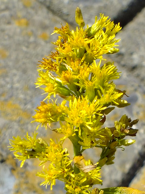 e0145782_15584012.jpg