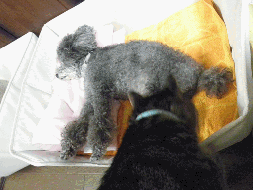 c0136736_9425235.gif