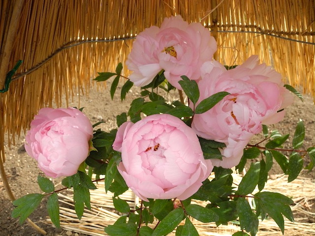 c0248013_21193182.jpg