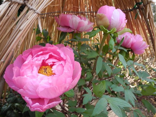 c0248013_2132449.jpg