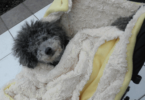 c0136736_19124263.gif