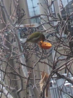 c0056437_11555778.jpg