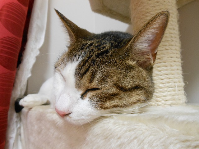 a0150353_23544555.jpg