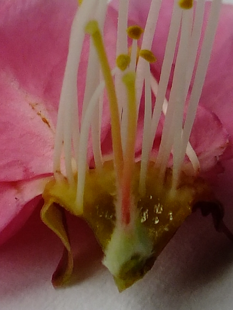 e0145782_1514881.jpg