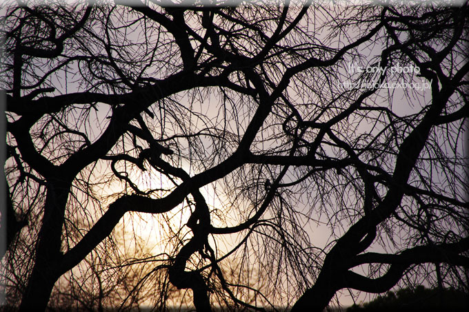 e0008800_20101673.jpg