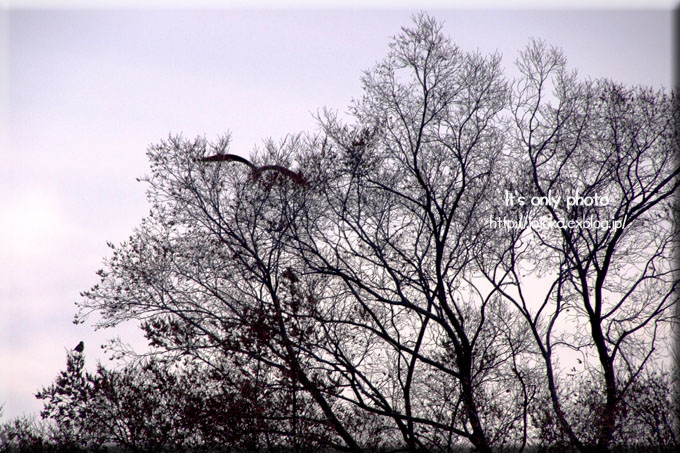 e0008800_201053100.jpg