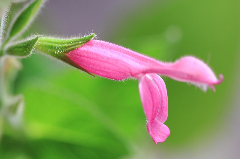 a0188405_10485820.jpg