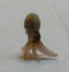 a0250024_1716590.png