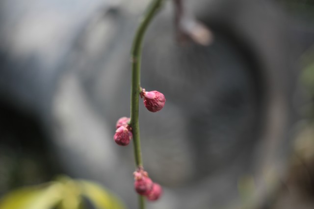 c0125735_11537100.jpg