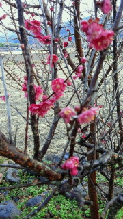 c0241952_9435288.jpg