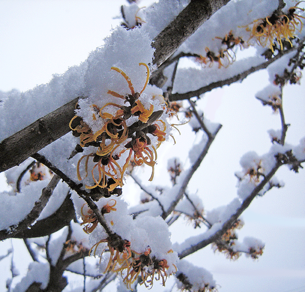 a0001354_22202278.gif