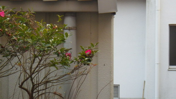 a0112066_16191667.jpg