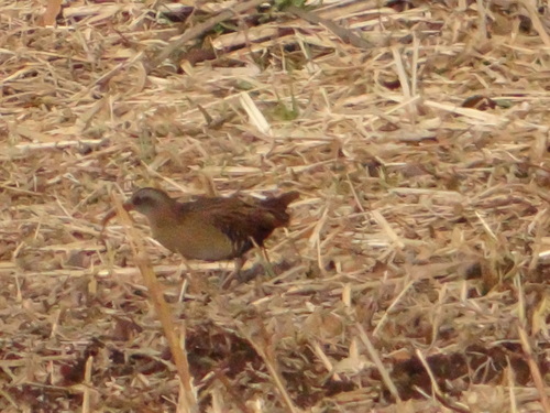 e0098079_2103867.jpg