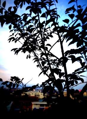 f0251618_1515166.jpg