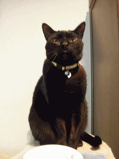c0136736_17145629.gif