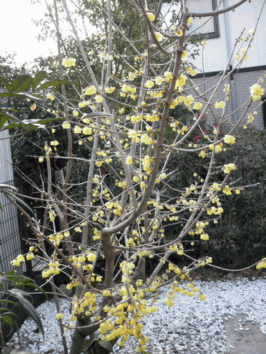 c0136736_17233783.gif