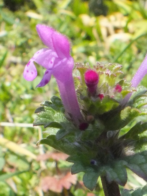 e0145782_1417101.jpg