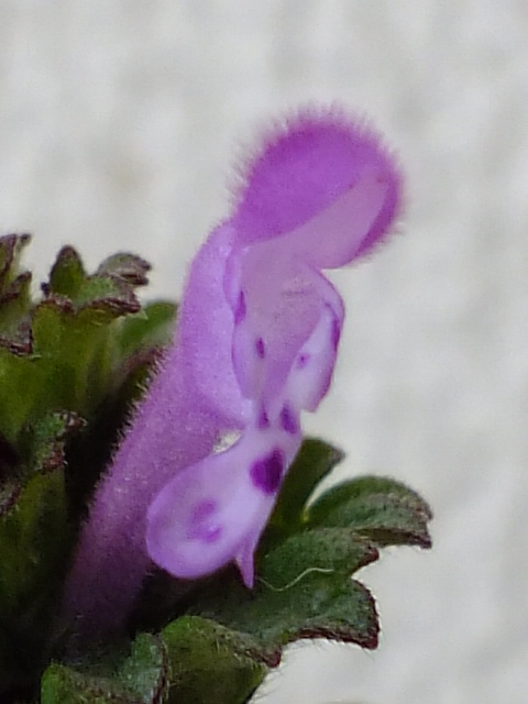 e0145782_14173751.jpg