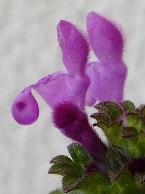 e0145782_14175814.jpg