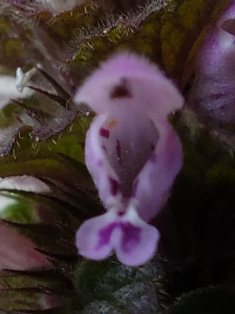 e0145782_14181965.jpg