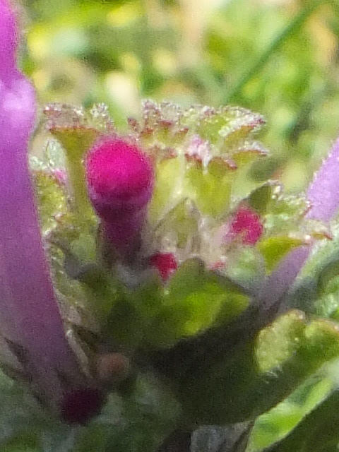 e0145782_1420671.jpg