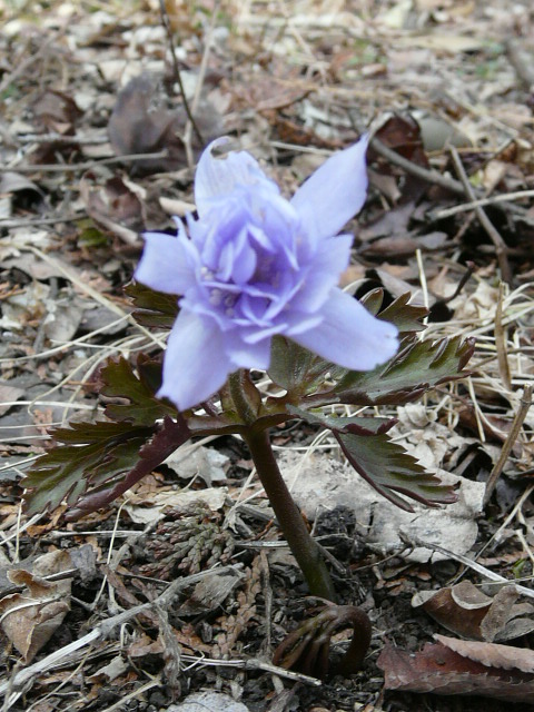 e0145782_1645405.jpg