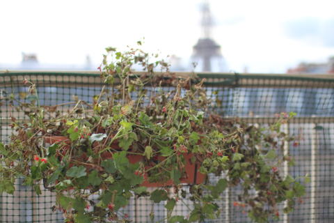 c0090198_35451.jpg